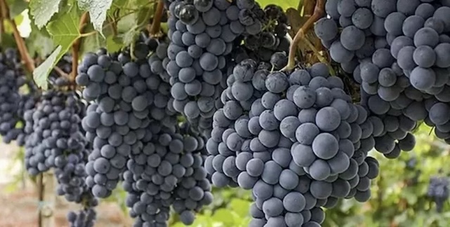 Elazığ bağları ve &Ouml;k&uuml;zg&ouml;z&uuml; &uuml;z&uuml;m&uuml;